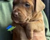 Patterdale Terrier
