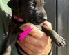Patterdale Terrier