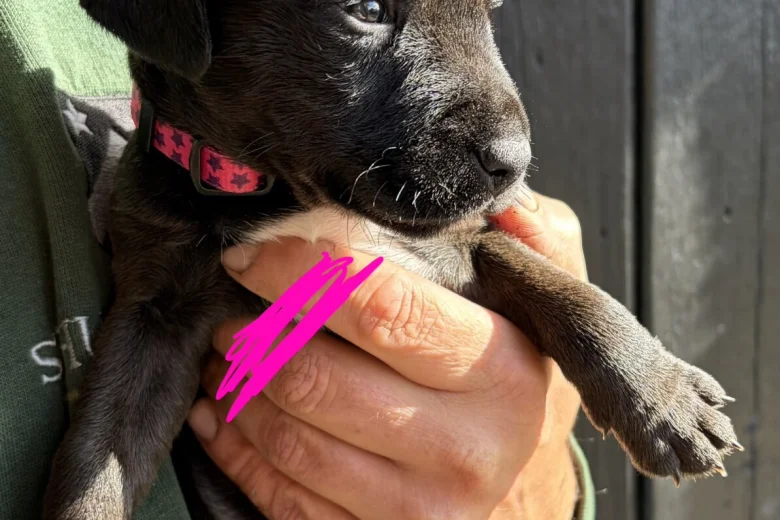 Patterdale Terrier