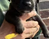 Patterdale Terrier