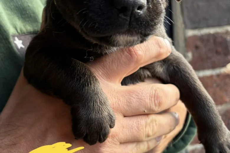 Patterdale Terrier