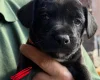 Patterdale Terrier