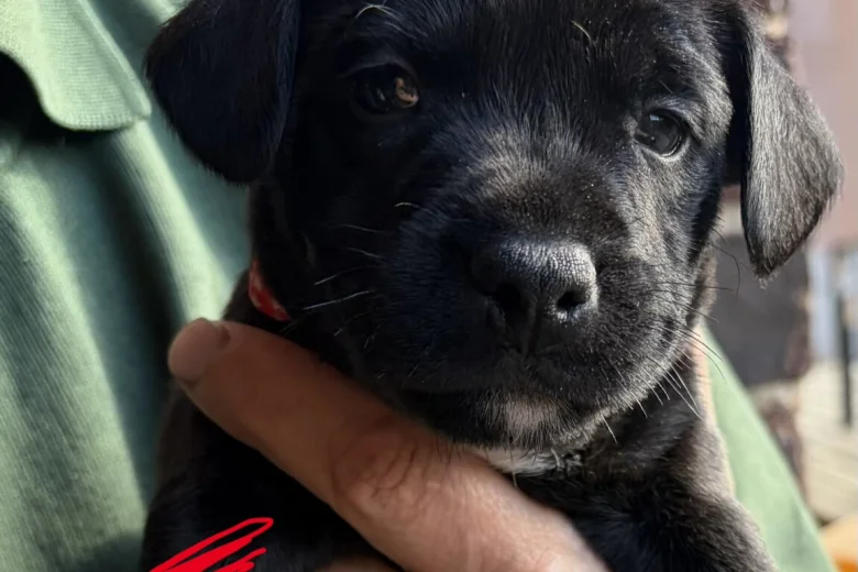 Patterdale Terrier