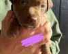 Patterdale Terrier