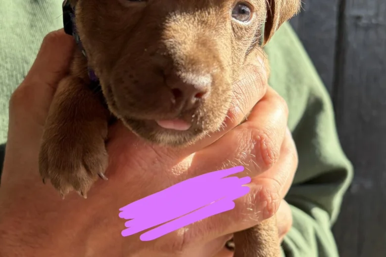 Patterdale Terrier