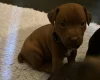 Patterdale Terrier