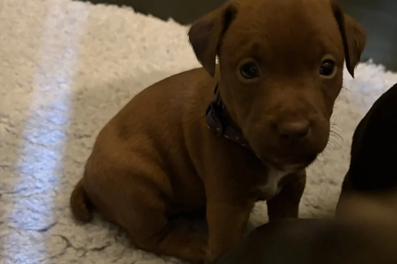 Patterdale Terrier