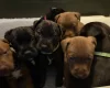 Patterdale Terrier