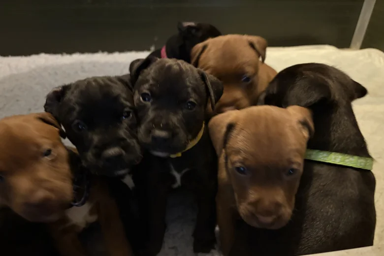 Patterdale Terrier