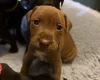 Patterdale Terrier