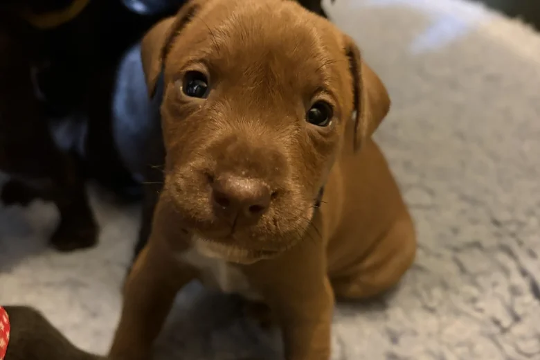Patterdale Terrier