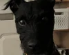 Patterdale Terrier
