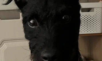 Patterdale Terrier