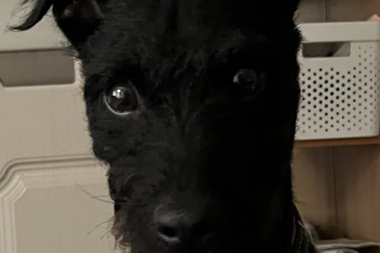 Patterdale Terrier