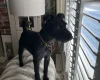 Patterdale Terrier