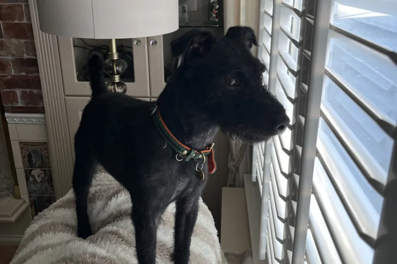 Patterdale Terrier