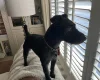 Patterdale Terrier