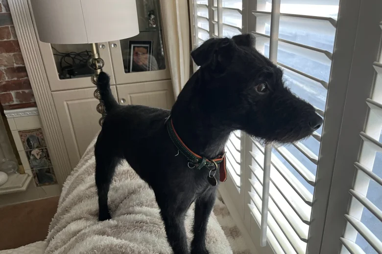 Patterdale Terrier