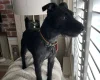 Patterdale Terrier