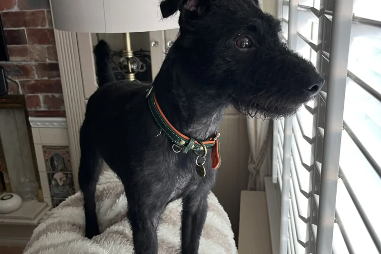 Patterdale Terrier