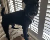 Patterdale Terrier