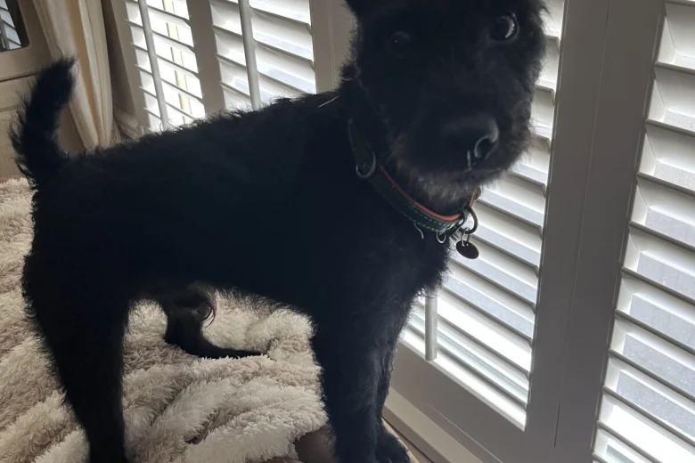 Patterdale Terrier