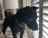 Patterdale Terrier