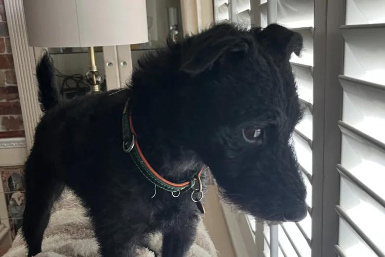 Patterdale Terrier