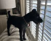 Patterdale Terrier