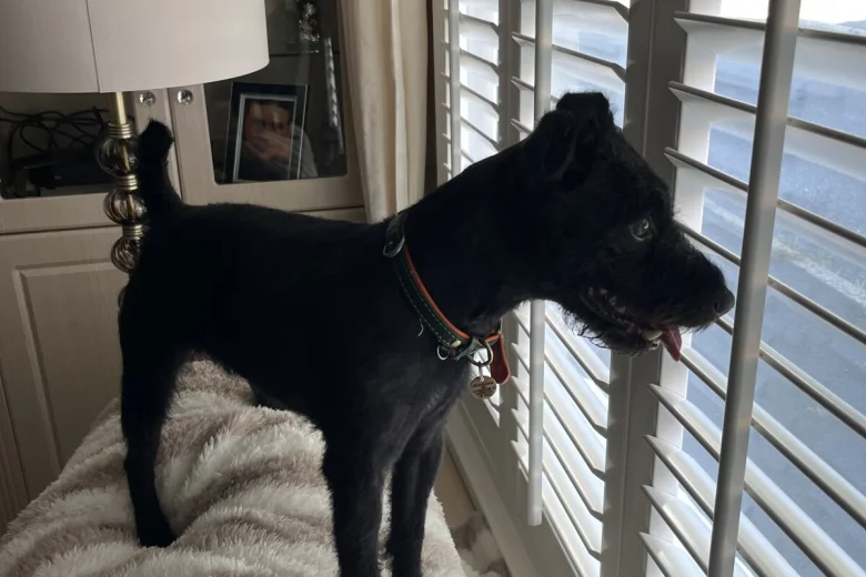 Patterdale Terrier