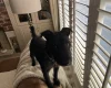 Patterdale Terrier