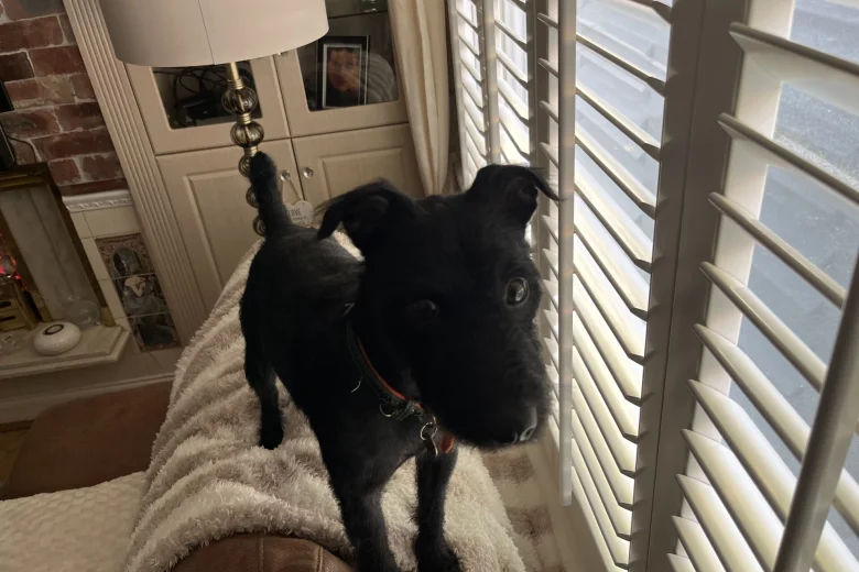 Patterdale Terrier