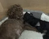 Patterdale Terrier