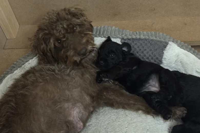 Patterdale Terrier