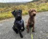 Patterdale Terrier