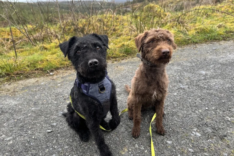 Patterdale Terrier