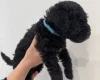 Patterdale Terrier