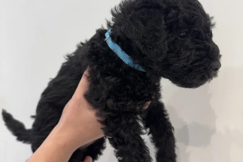 Patterdale Terrier