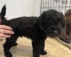 Patterdale Terrier