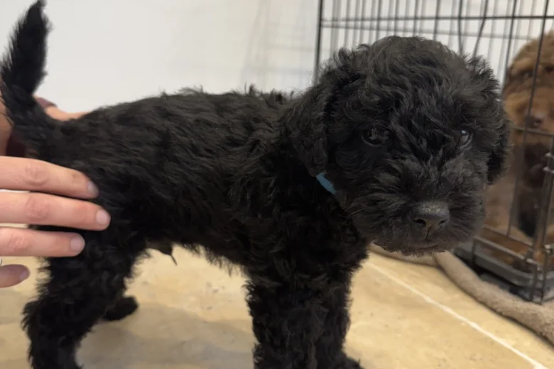 Patterdale Terrier