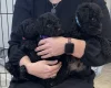 Patterdale Terrier