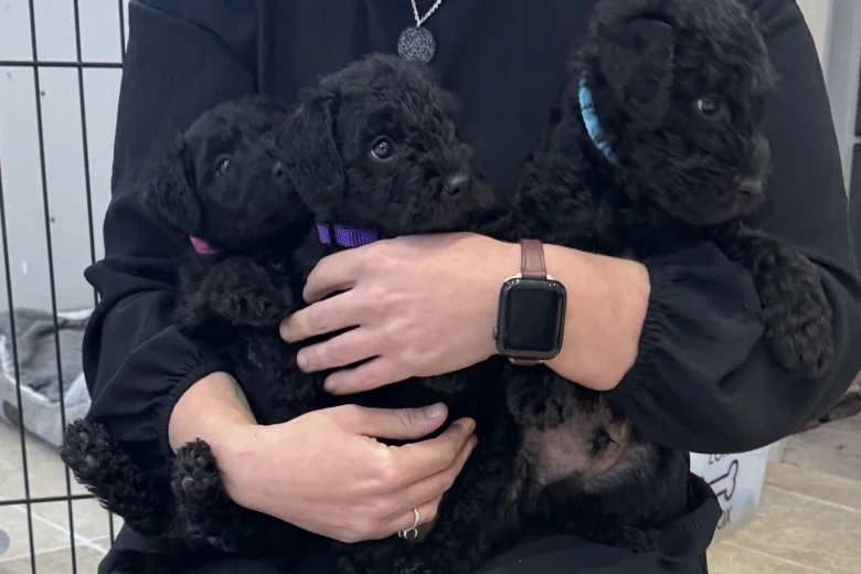 Patterdale Terrier