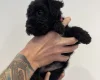 Patterdale Terrier