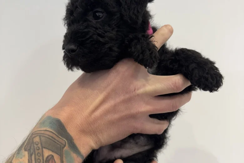 Patterdale Terrier