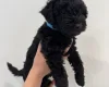 Patterdale Terrier