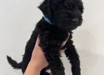 Puppy 3