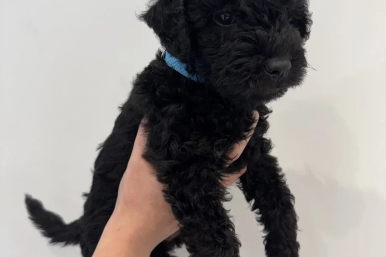 Patterdale Terrier
