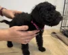 Patterdale Terrier