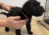 Puppy 1