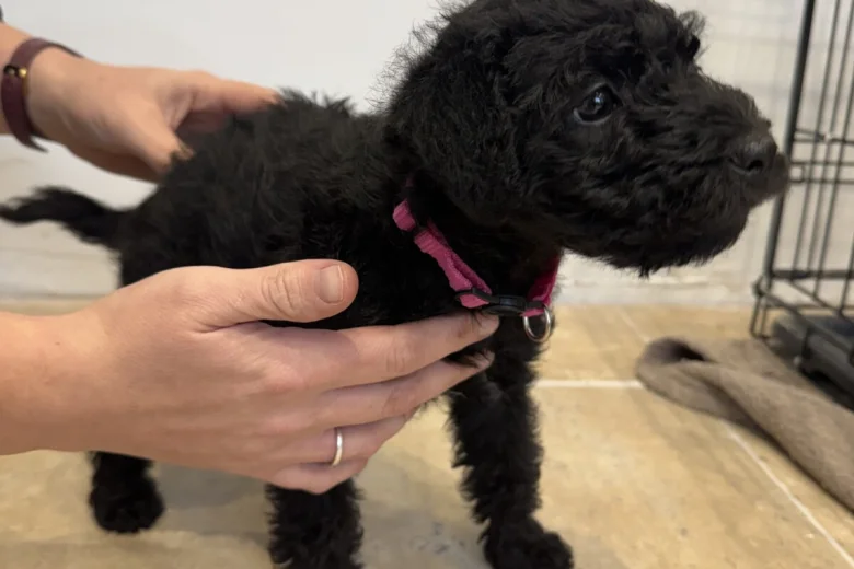 Patterdale Terrier